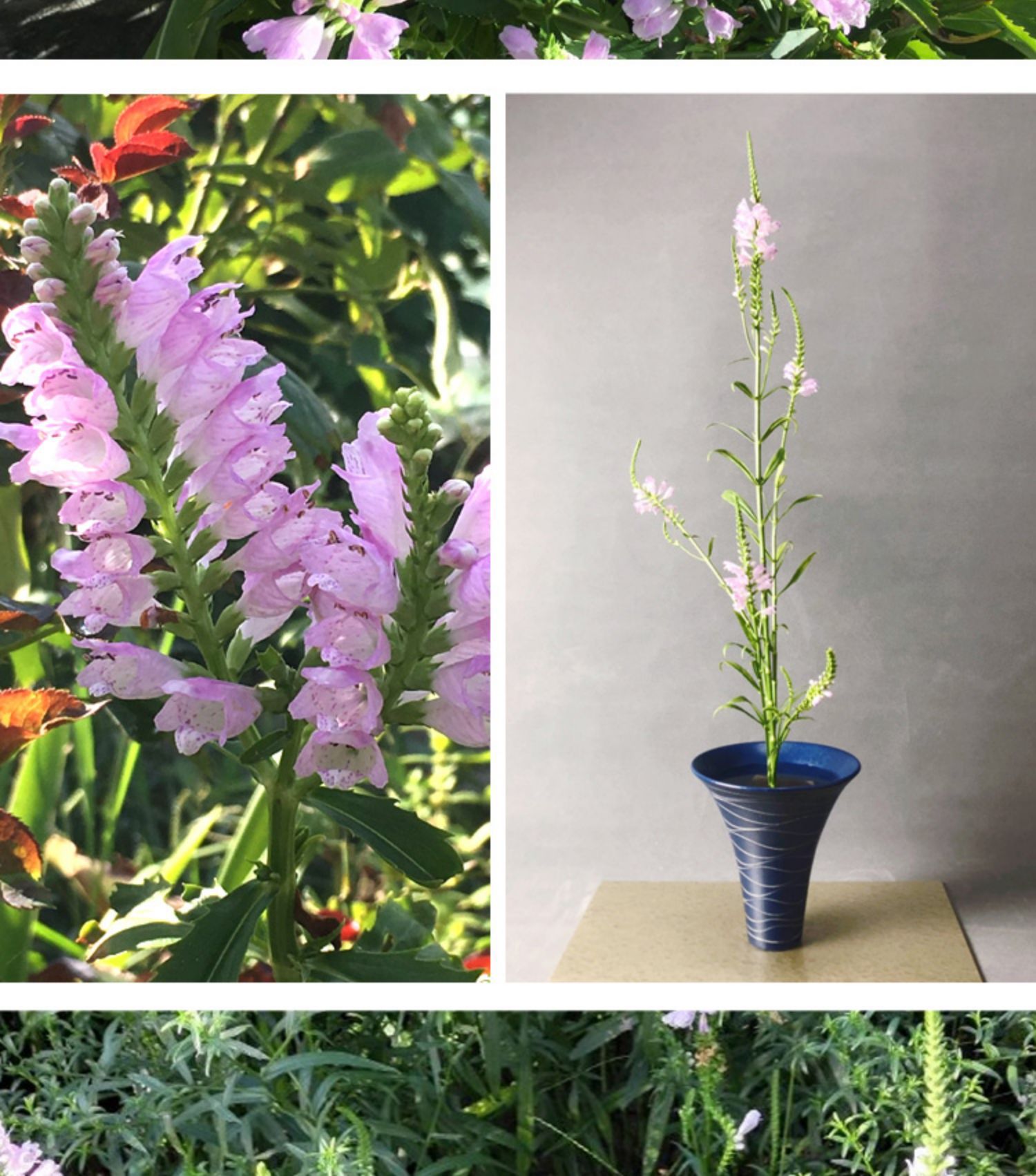 假龙头花苗假龙头四季易种耐寒耐旱园林景观庭院花海工程宿根花卉