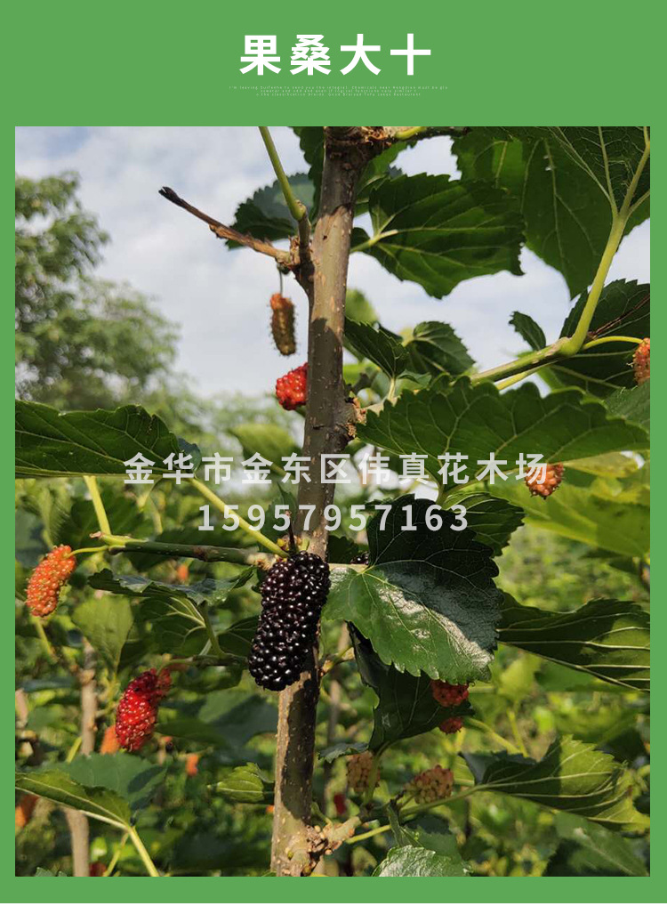 种类 种苗 货号 翠冠梨 分类 地栽苗 是否进口 否 品种 桑树 类别 果