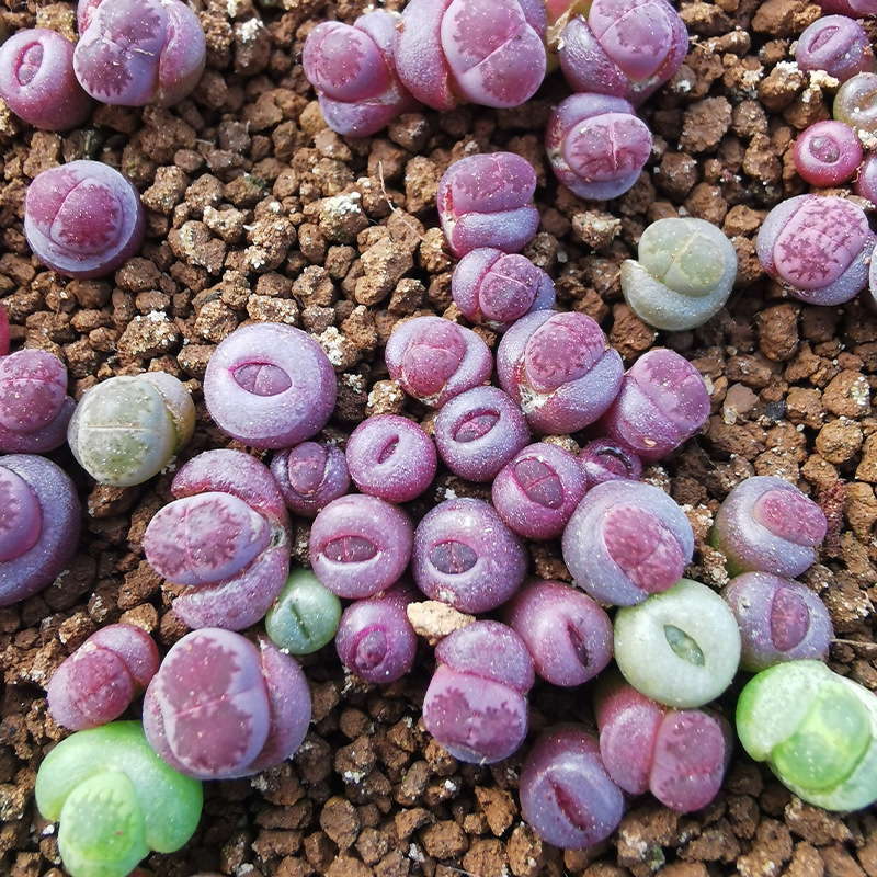 多肉植物 紫李夫人生石花pp石头花番杏绿植办公室阳台迷你小盆栽