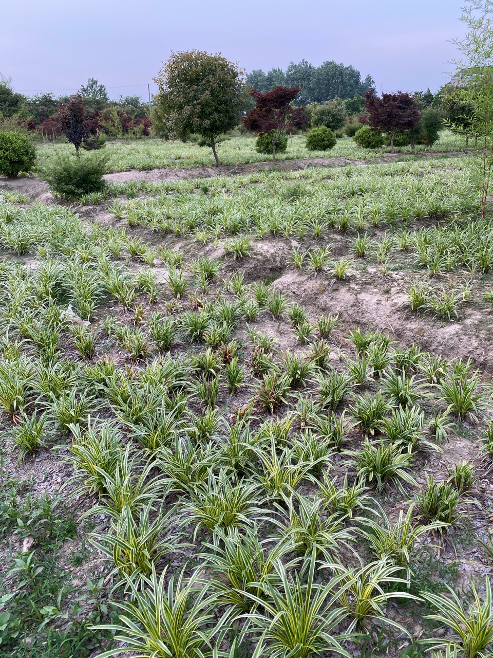 矮麦冬草玉龙草庭院别墅绿化地被植物正宗日本草金边麦冬