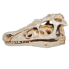 亚马逊供货恐龙头骨树脂骷髅头收藏品迅猛龙动物头骨骷颅头摆件