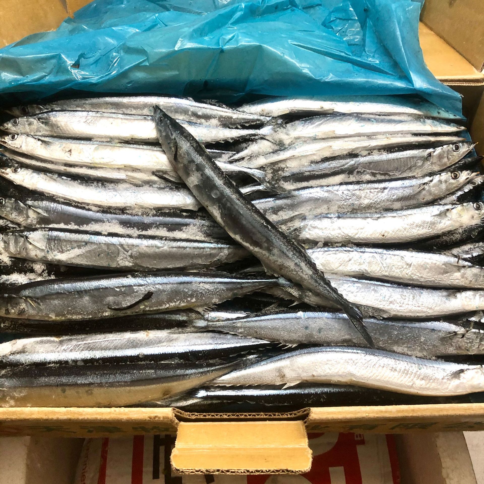 深海秋刀鱼 冷冻秋刀鱼 日式秋刀鱼烧烤秋刀鱼 冷冻海鲜食材20斤