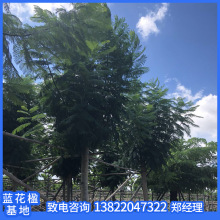 广东房地产货源。揭阳蓝花楹基地。普宁直销价格。市政工程。园林