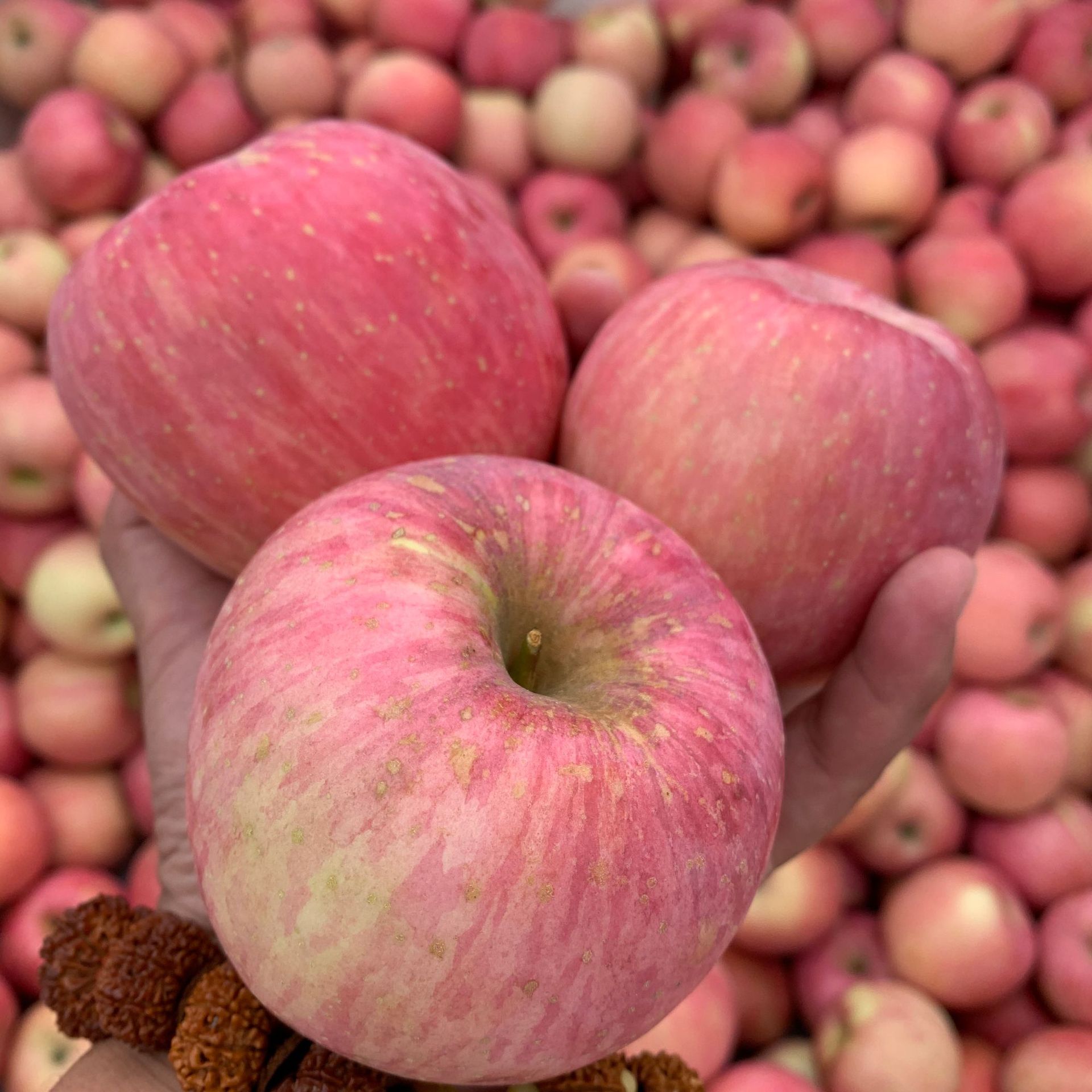 【栖霞红富士新果】