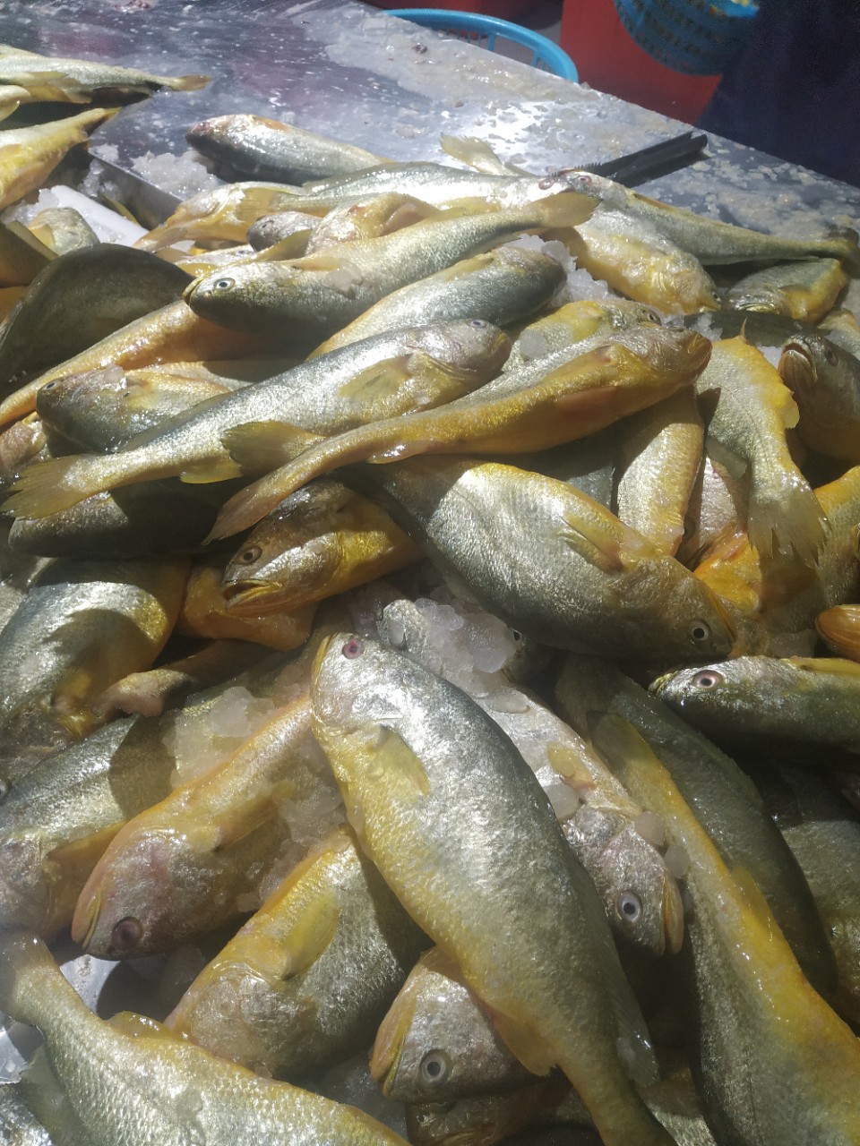 宁德霞浦大黄鱼黄花鱼厂家批发冷冻大黄鱼鲜活海鲜水产品速冻_鱼类