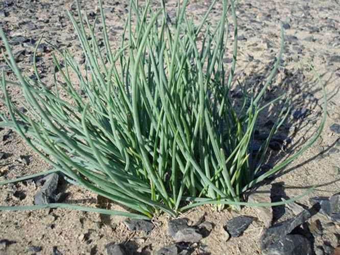 供应多年生草本蒙古韭