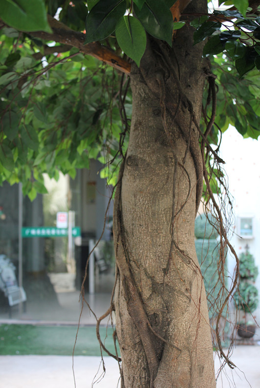 厂家供应真杆仿真金榕树造型各异仿真树假树 仿真榕树定制