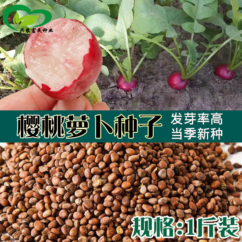 樱桃萝卜种子 农田菜地盆栽阳台易种植抗裂脆甜早熟小红萝卜籽
