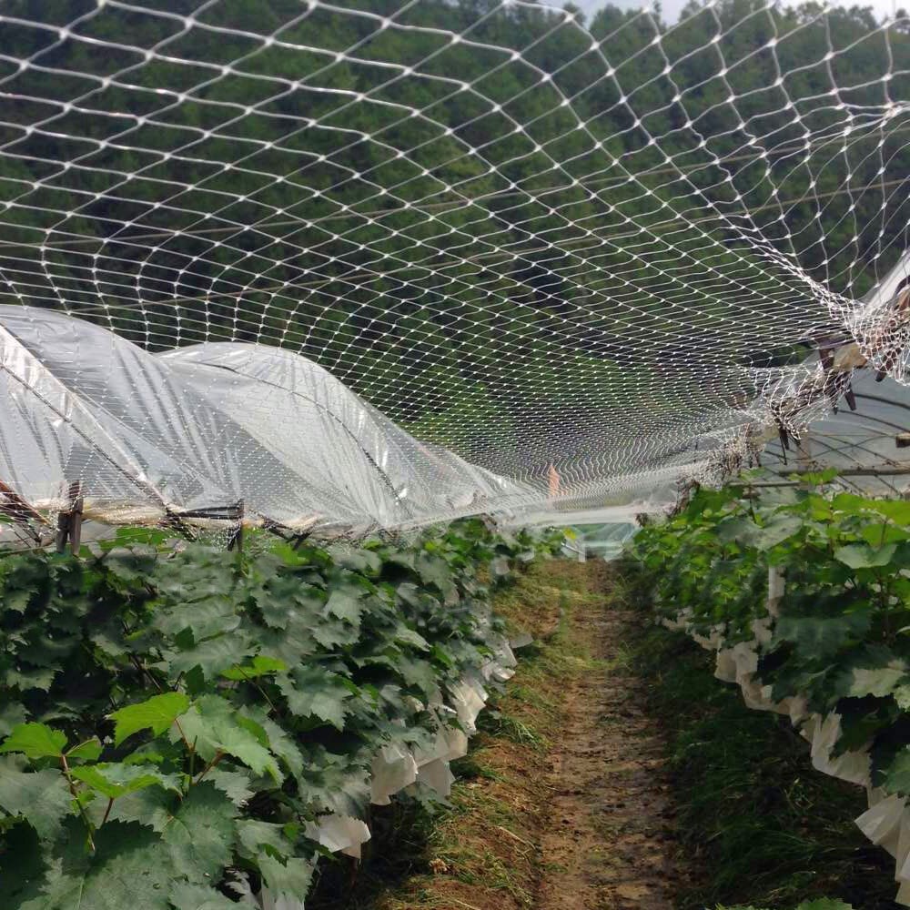 果园防鸟网厂家直销葡萄园农业大棚专业防鸟网