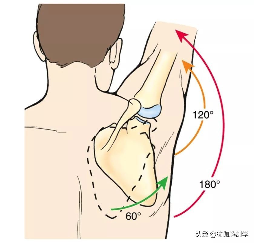 想要瑜伽开肩更有效,这7个练习一定要常做