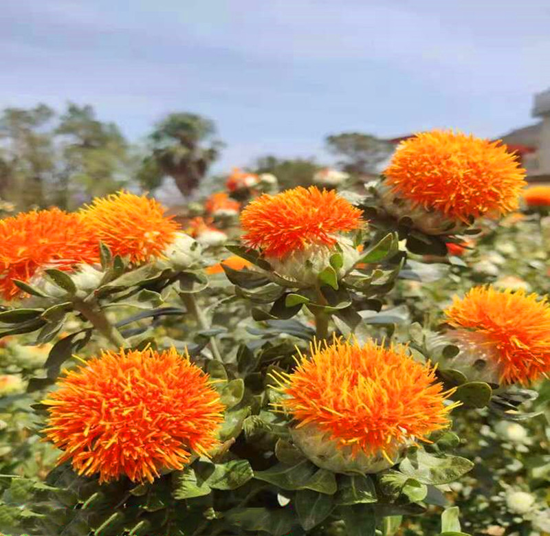 红花朵跑江湖地摊展会热卖西域藏红花朵 厂家直销橙菠萝红花头