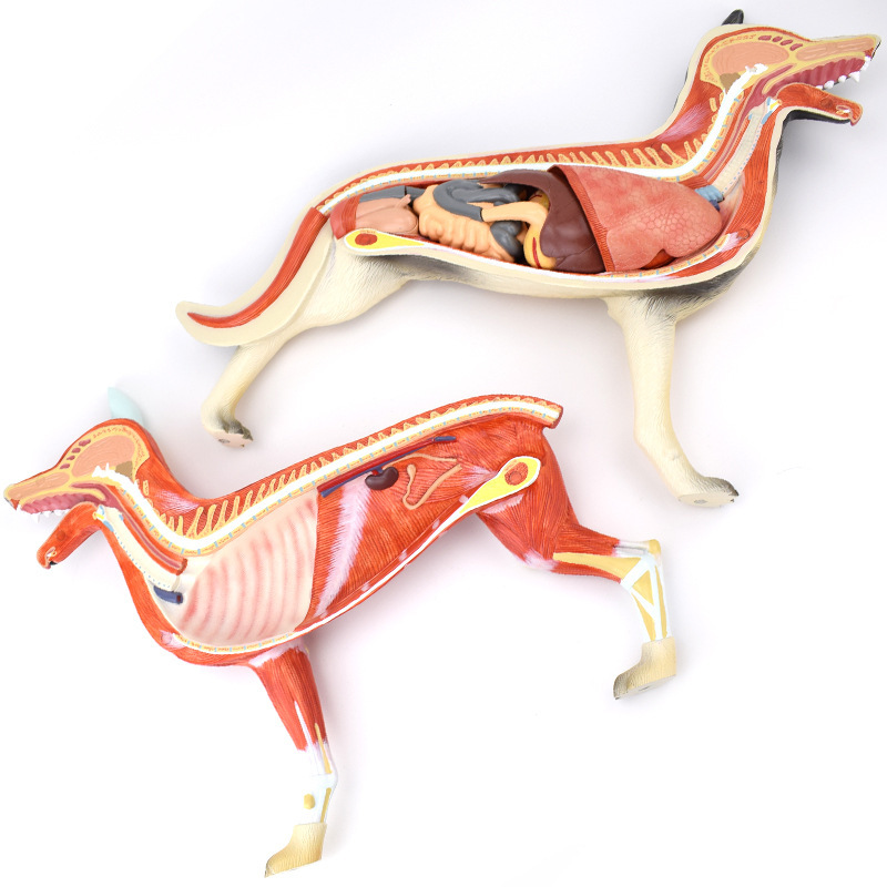 enovo颐诺狗解剖模型可拆11部分犬器官组织肌肉脏器标本宠物生殖