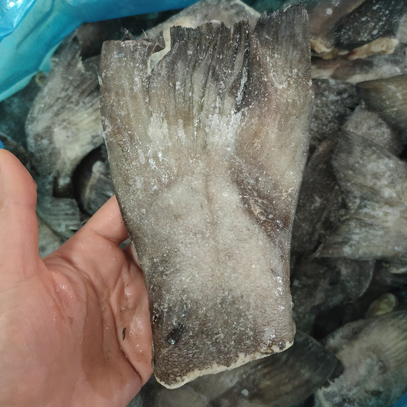 新鲜鸦片鱼尾5斤野生冷冻火锅烧烤蝶鱼尾比目鱼尾鸦片鱼 酒店食材