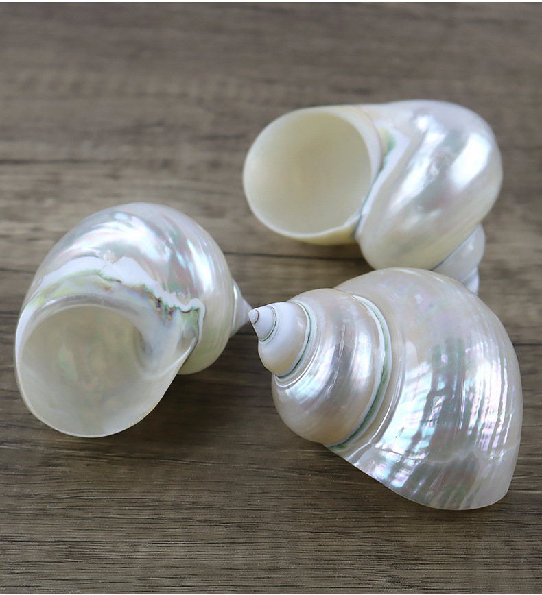 天然海螺 贝壳 夜光蝾螺8-11厘米夜光蝾螺 白色夜光螺