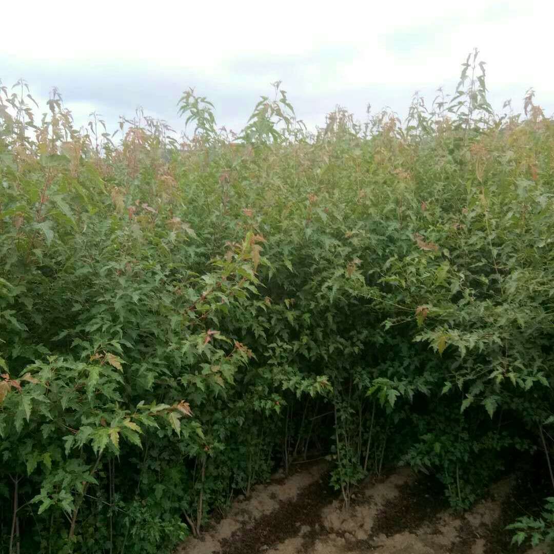 圃地出售 三角枫 茶条槭堆 茶条槭小苗批发 规格齐全量大优惠