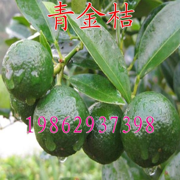 海南青金桔小青桔苗盆栽地栽青橘小柠檬海南蜜桔子结果树苗
