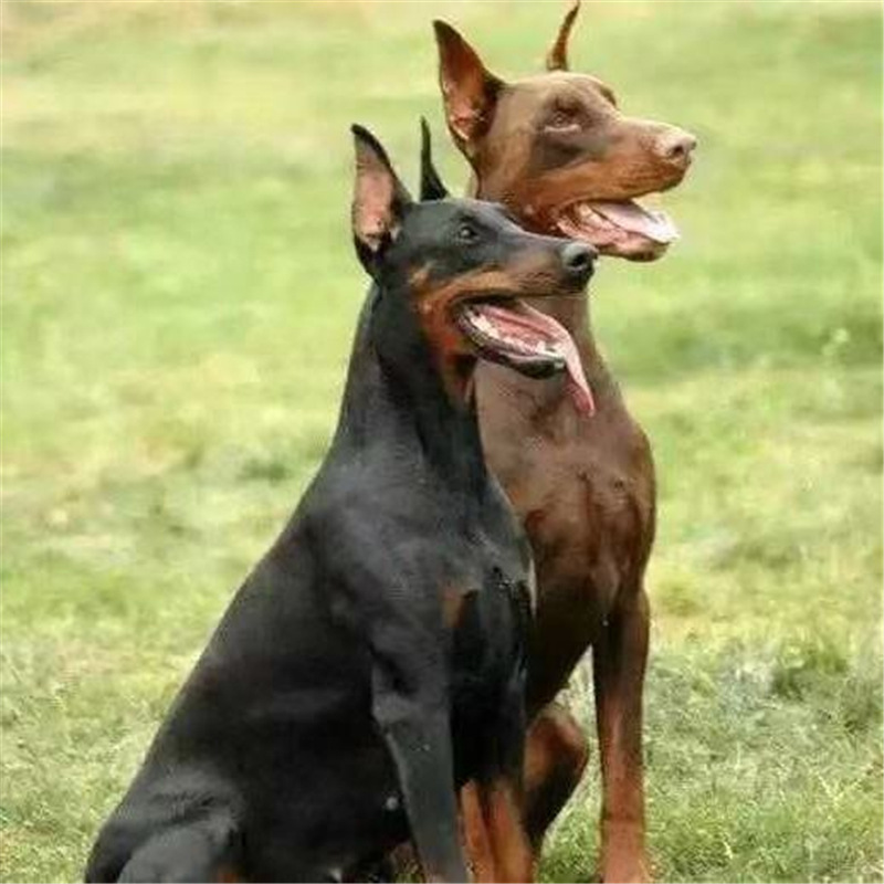 杜宾犬幼犬活体纯种德系杜宾幼犬血统赛级杜宾犬家养杜宾宠物幼犬