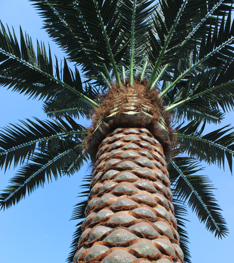 工厂直销 仿真海枣树 来图定制防紫外线海枣叶 加拿利海澡 10米