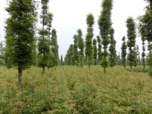 四川桢楠树苗基地 百亩苗圃规格齐全1-70cm  移植苗高成活率