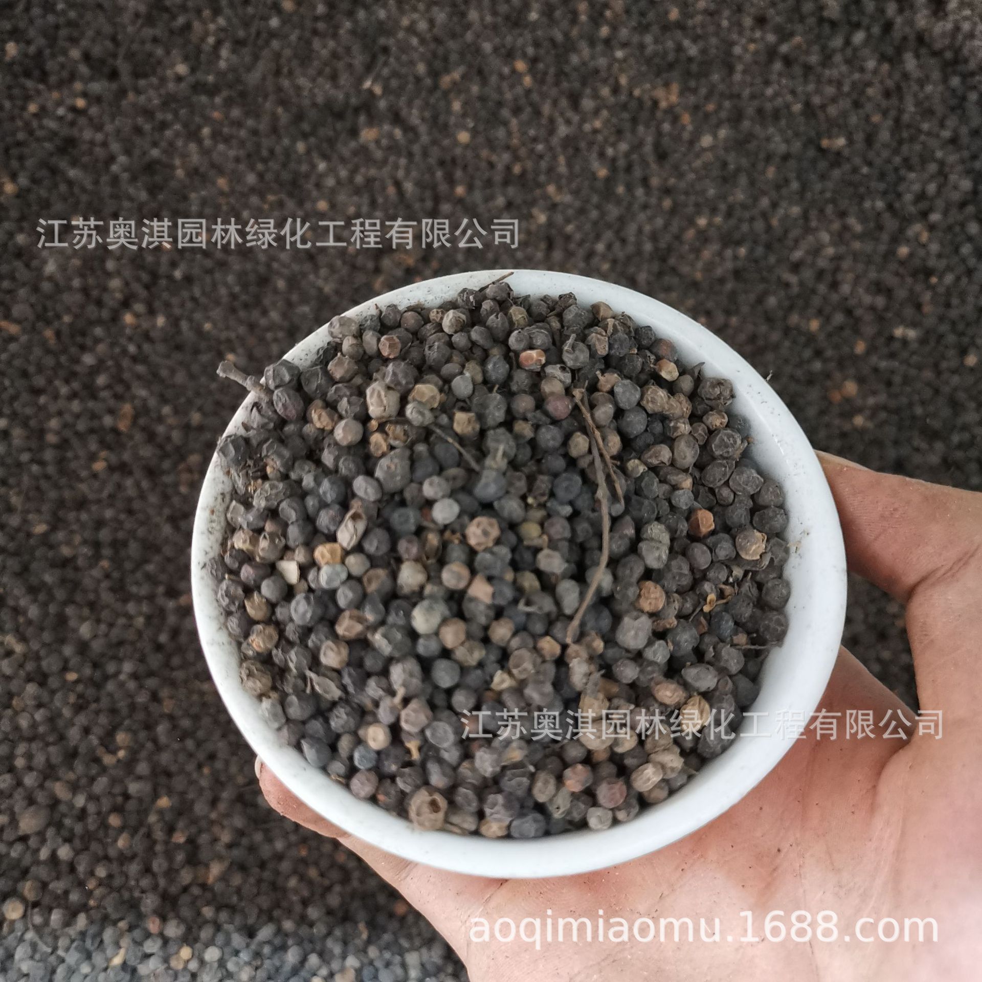 花灌木新种子女贞子种子小叶女贞种子小叶水蜡种子包发芽货到付款