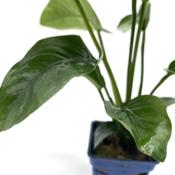 水榕迷你小水榕小巴榕双头中榕黄金榕水草活体批发鱼缸造景真水草