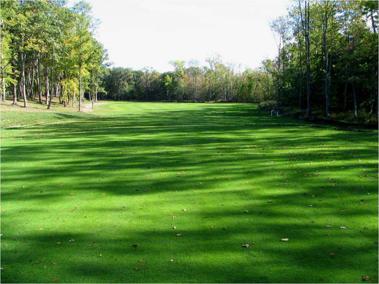 批发草地早熟禾草籽 午夜早熟禾 蓝标午夜种子