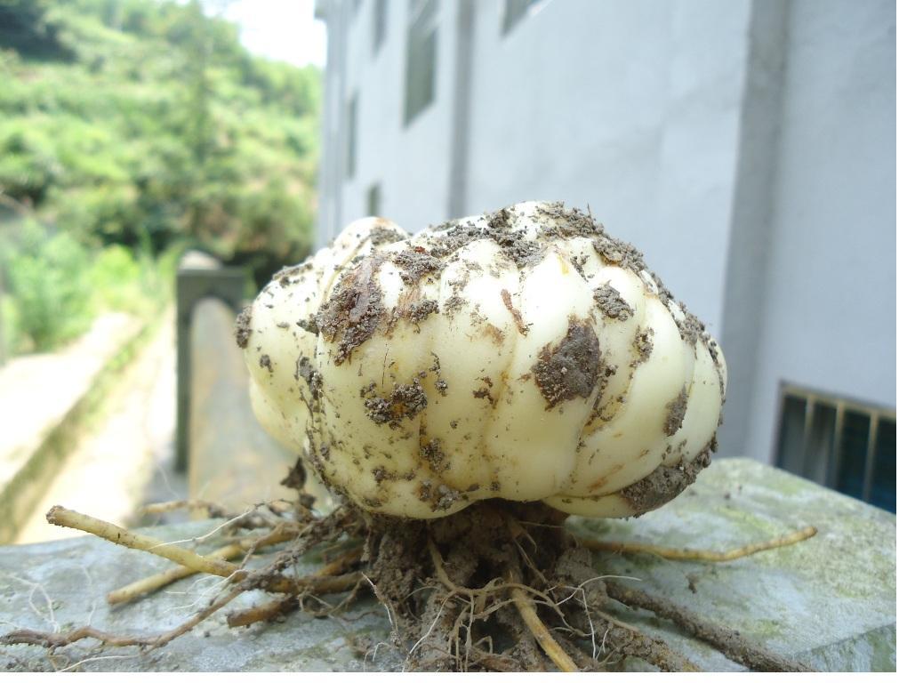 食用百合种球观花宜兴现挖鲜百合带芽煲汤多头甜百合花卉种子盆栽