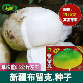 新疆布留克黄瓤恰玛古种子 农田菜园耐贮运黄瓤脆嫩恰玛古籽