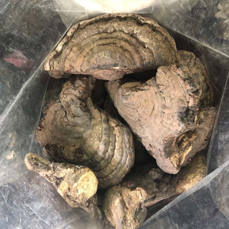 云南农家森林采摘桑黄灵芝 竹灵芝 黑灵芝朵泡酒灵芝可代切片磨粉