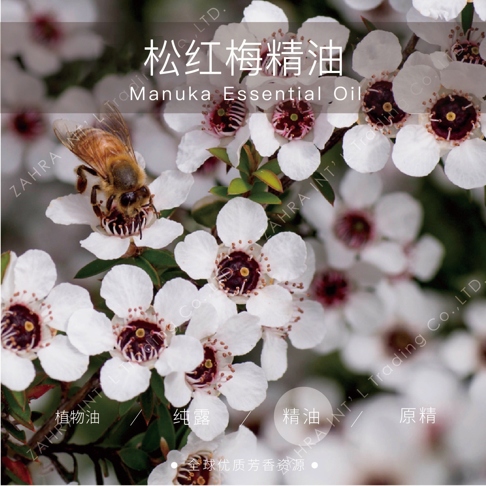 澳大利亚 |进口松红梅单方精油