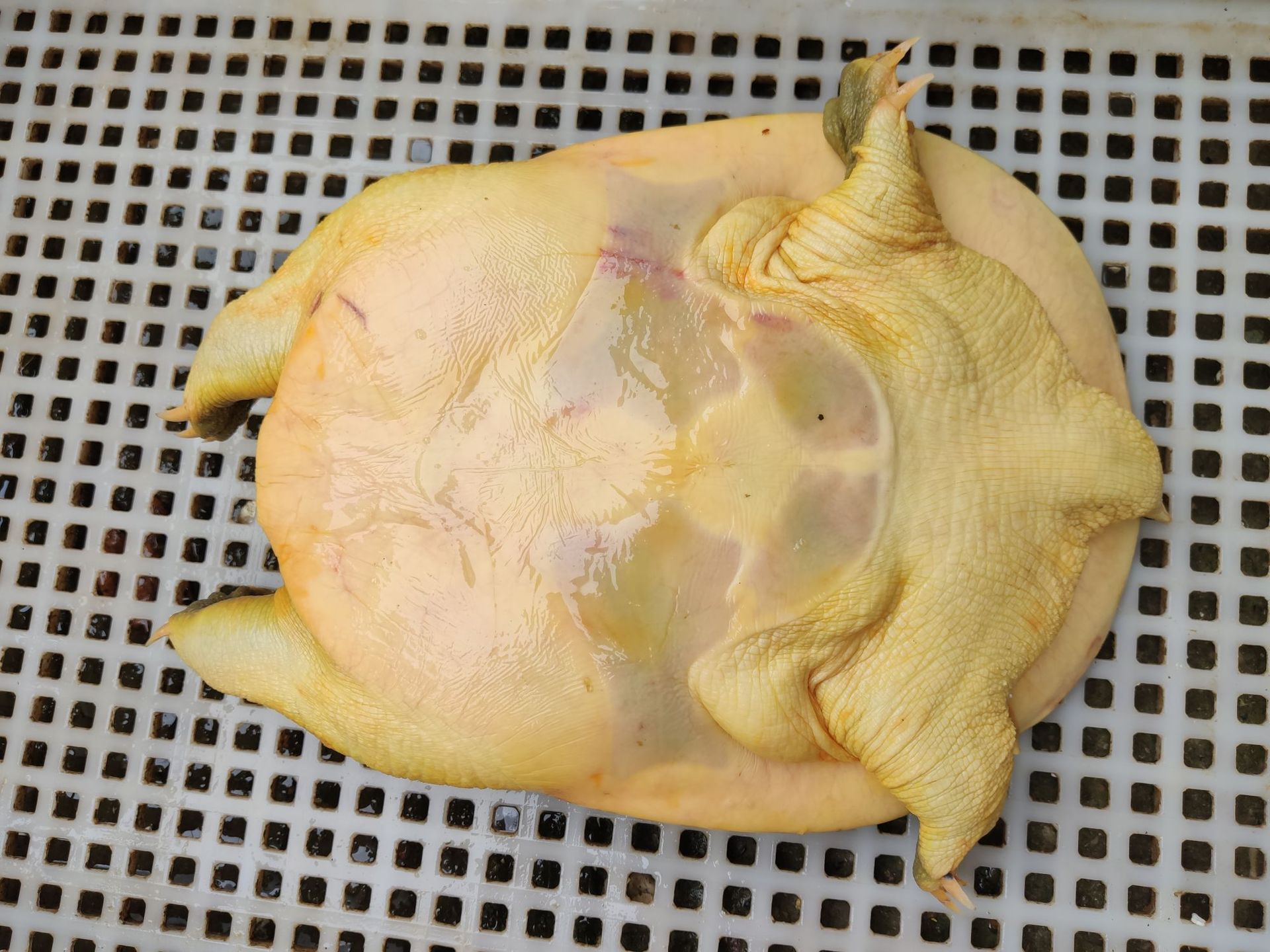 【1-6斤】黄甲鱼 长期批发私聊 包邮王八中华老鳖塘鱼 脚鱼水鱼