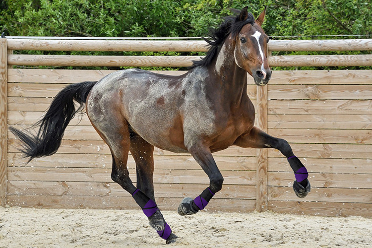 一件代发 马护腿 马绑腿 马护蹄 马腿护具 马术用品 高弹日本ok布