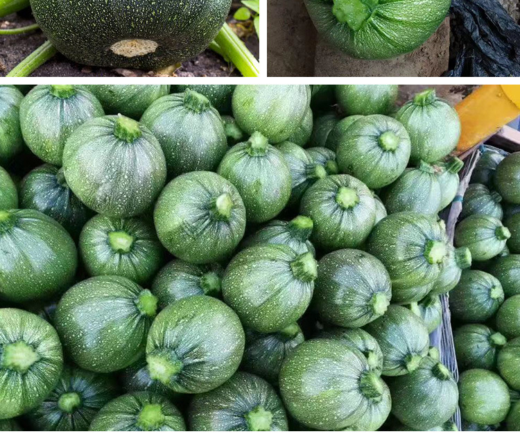 无蔓绿珠圆西葫芦种子 农田菜园杂交早熟瓜码密小圆西葫芦蔬菜籽