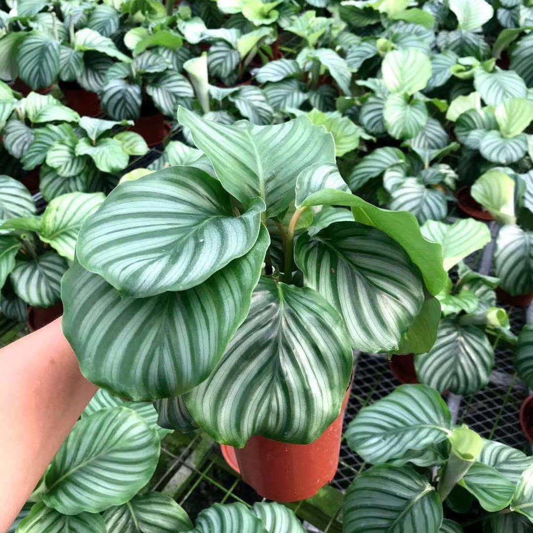 基地直供花卉室内植物绿墙绿化观赏小盆栽110青苹果