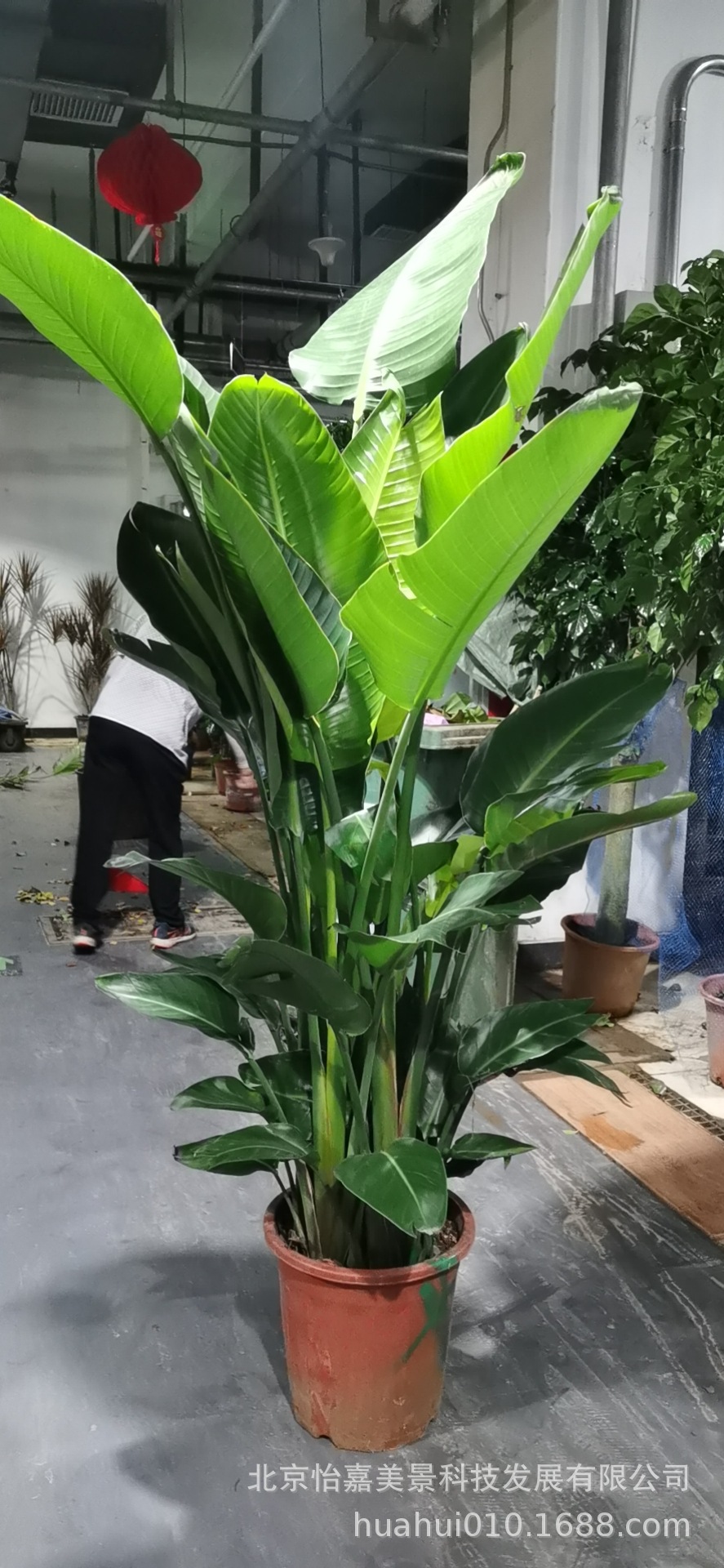 北京办公室租赁盆栽绿植直销盆景植物发财树琴叶榕吉祥鸟租摆绿植