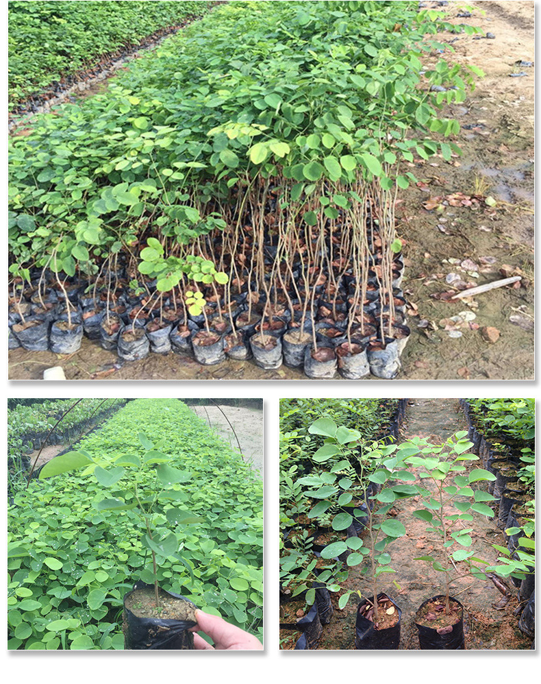 名贵树苗四川基地批发金丝楠木大红酸枝沉香黄花梨小苗杯苗