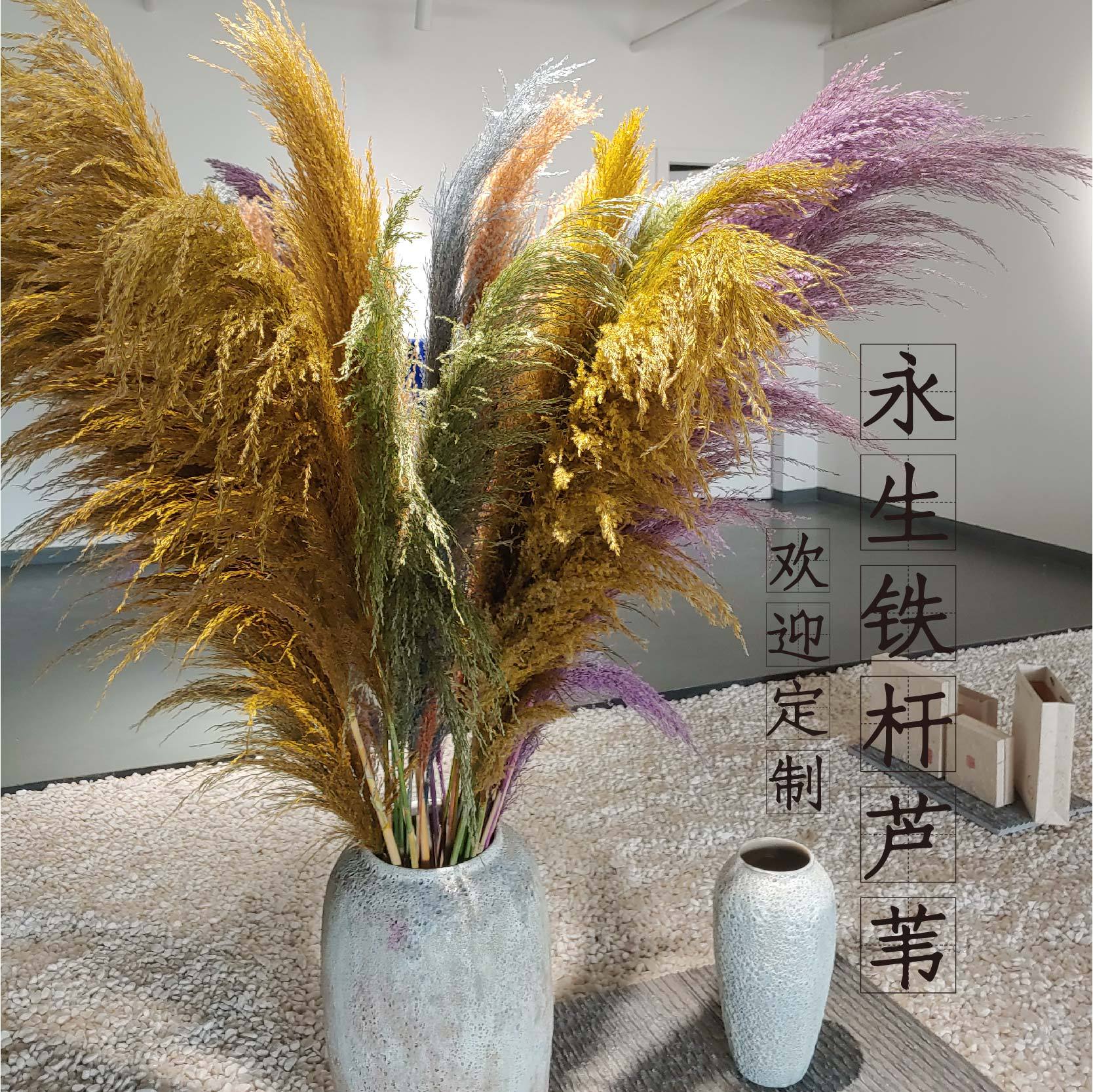 云南干花厂家 彩色芦苇 铁杆芦苇 染色芦苇 北欧风格 大芦苇花材