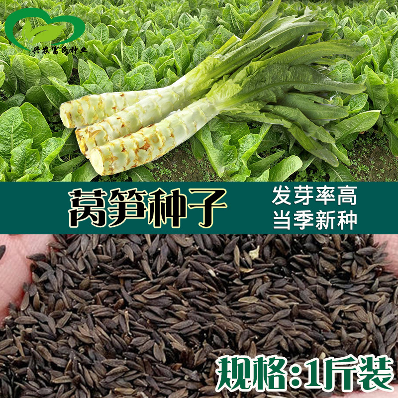 青莴笋散装种子 农田菜地春夏秋当季新籽耐寒莴笋籽