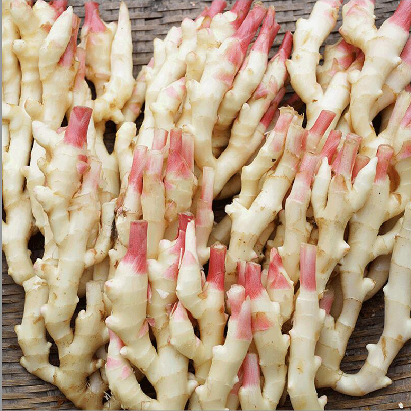 嫩仔姜新鲜3斤现挖红芽生姜大子姜助农家姜芽老姜月子姜蔬菜包邮