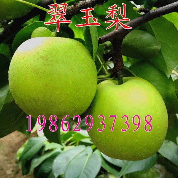 早熟梨品种翠玉梨 518梨树苗 嫁接梨苗 翡翠梨树结果苗