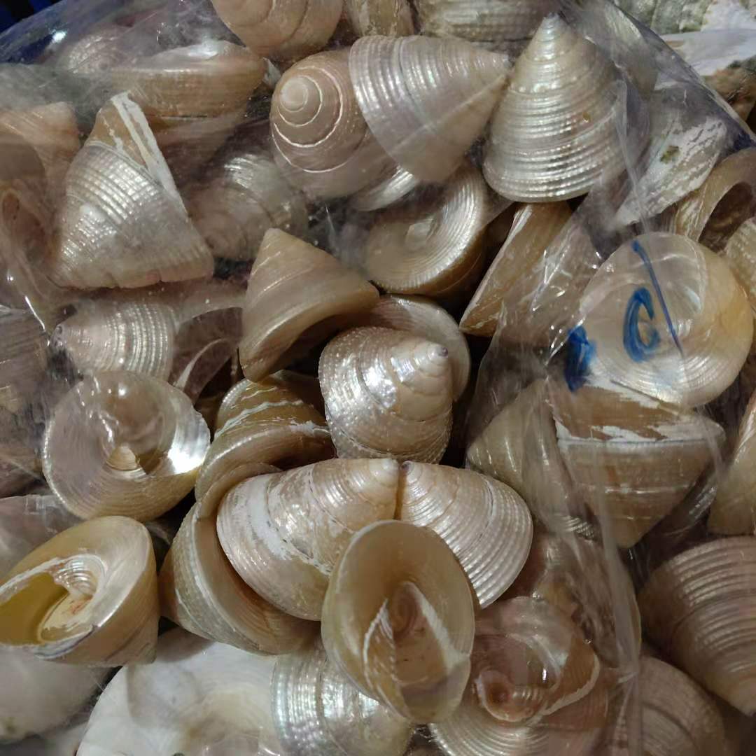 去皮塔螺,有大中小三个型号,欢迎选购下单,天然海螺