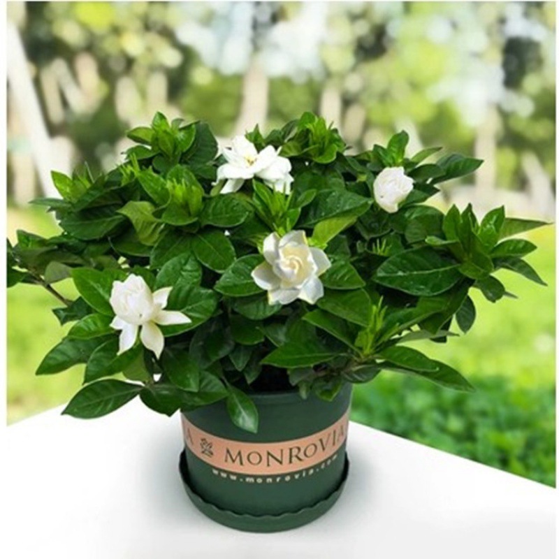 牡丹栀子盆栽带花苞四季观花植物客厅室内好养耐寒清新空气绿植