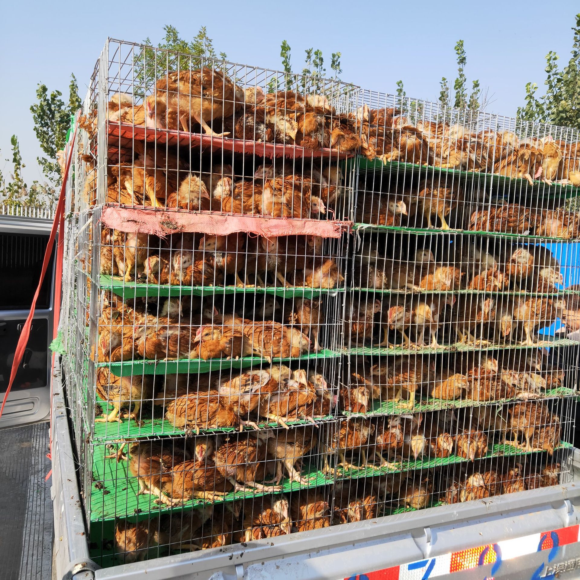 红玉鸡苗 红玉鸡苗价格 红玉鸡批发 隆航 九斤红鸡苗