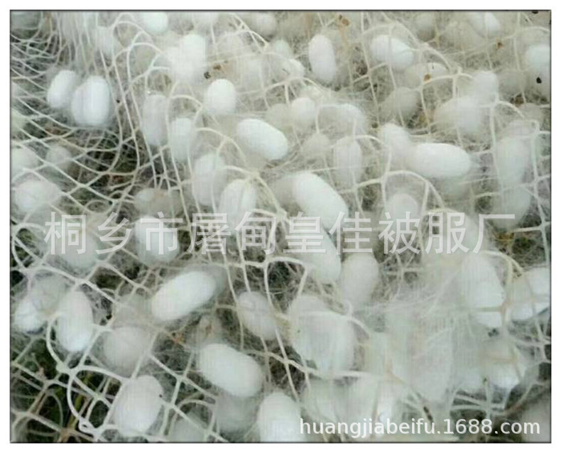 桐乡农家原产批发双宫茧春蚕茧干茧抽丝机专用茧蚕丝原料直销供应