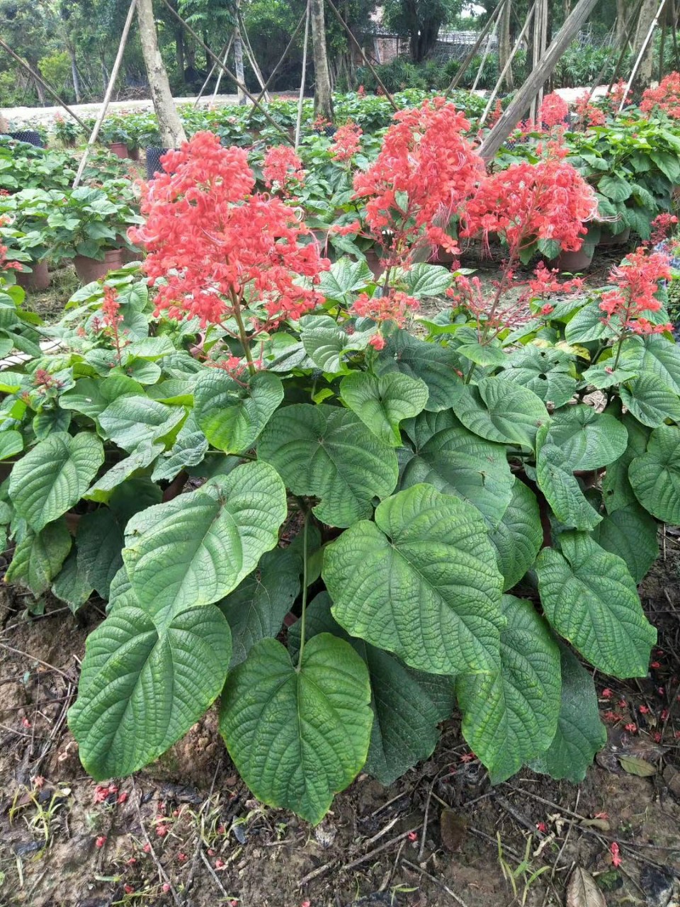 205供应美丽桢桐60100cm袋苗桢桐花基地直销多年生花灌木