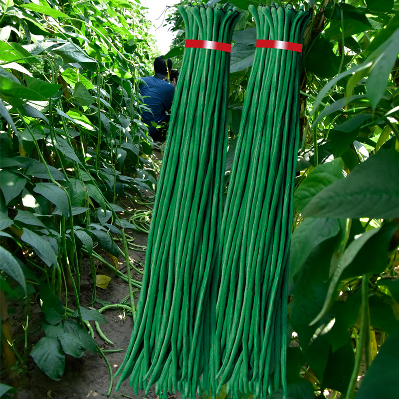 三尺绿长豆角种子老品种黑绿色豇豆种籽深绿色长豆春夏季蔬菜种子
