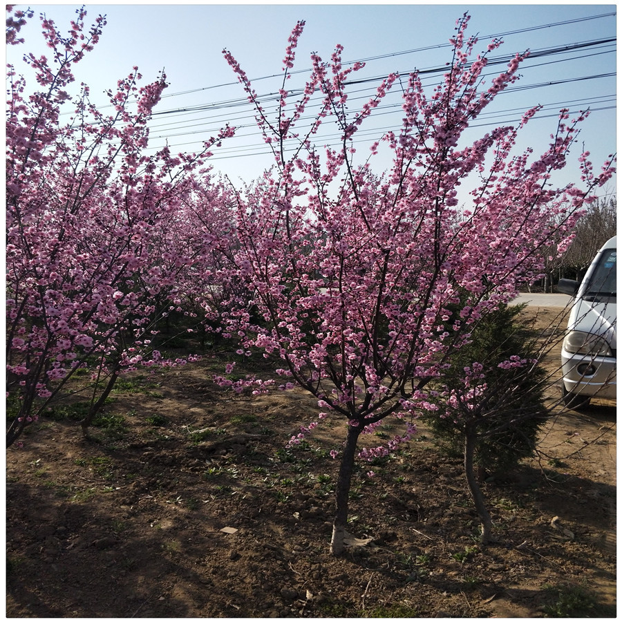 特选3-10公分美人梅小苗 带土发货美人梅树苗小苗 易管理盆栽