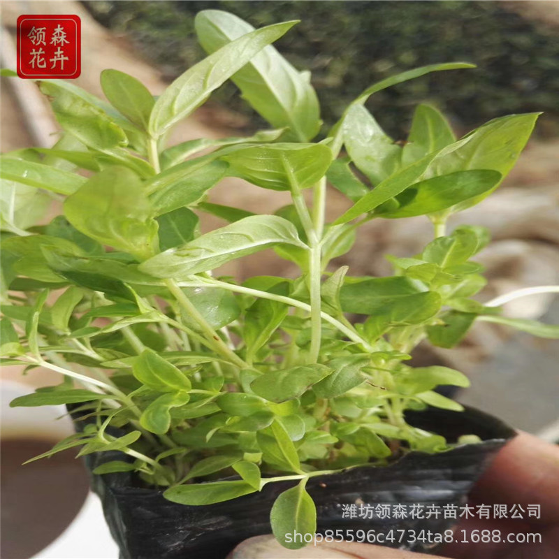 山东水生植物千屈菜再力花盆栽多年生草花水体花海市政绿化苗
