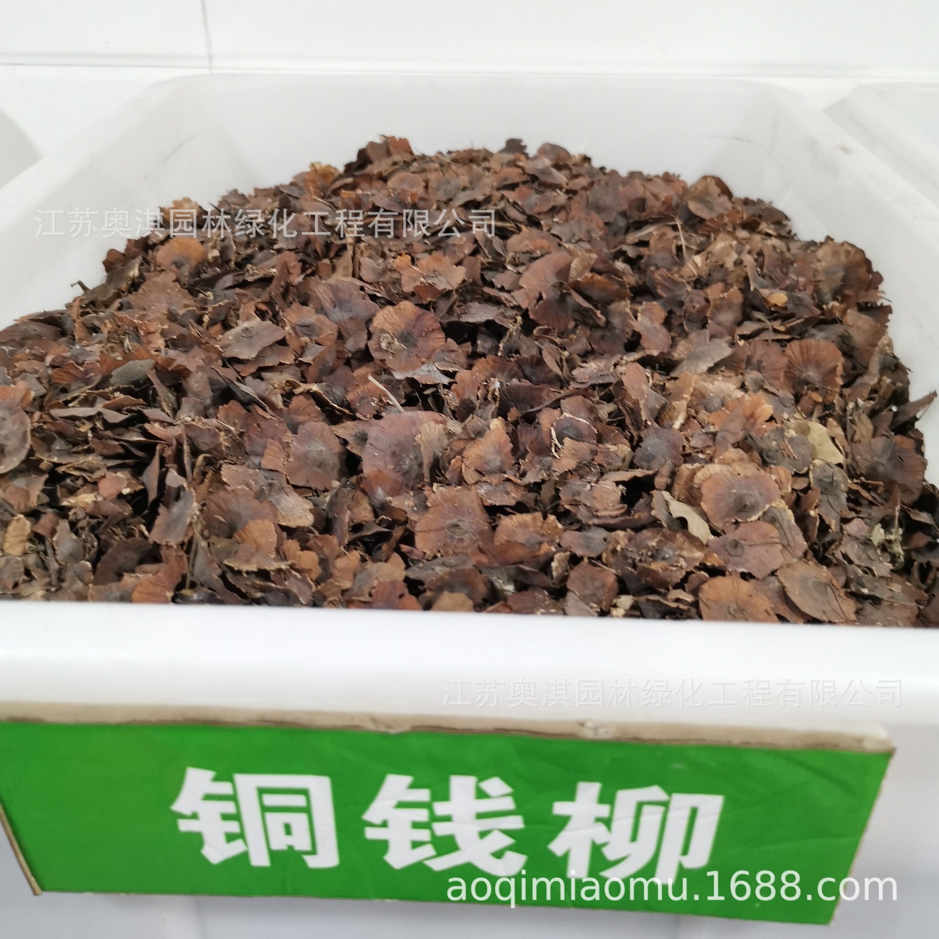 批发散装沙藏铜钱树种子金钱树金钱柳种子鸟不宿量大优惠货到付款