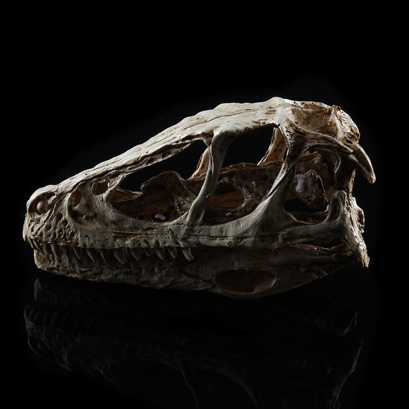 动物头骨模型 盗伶龙骷颅头 恐龙骨架 树脂骷髅头 儿童节礼物